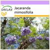 Жакаранда - 50 семян - Jacaranda mimosifolia