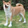 20pcs Pet Dog Disposable Shoe Covers Dog Outdoor Anti Dirt Foot Covers Walking Dog Socks Waterproof Anti Slip Shoes Pet Supplies