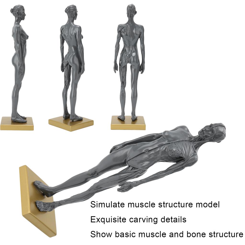 30 см человеческая анатомическая модель женской скелетно-мышечной структуры скульптура для обучения