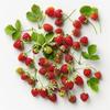 100 Wild Strawberry Seeds