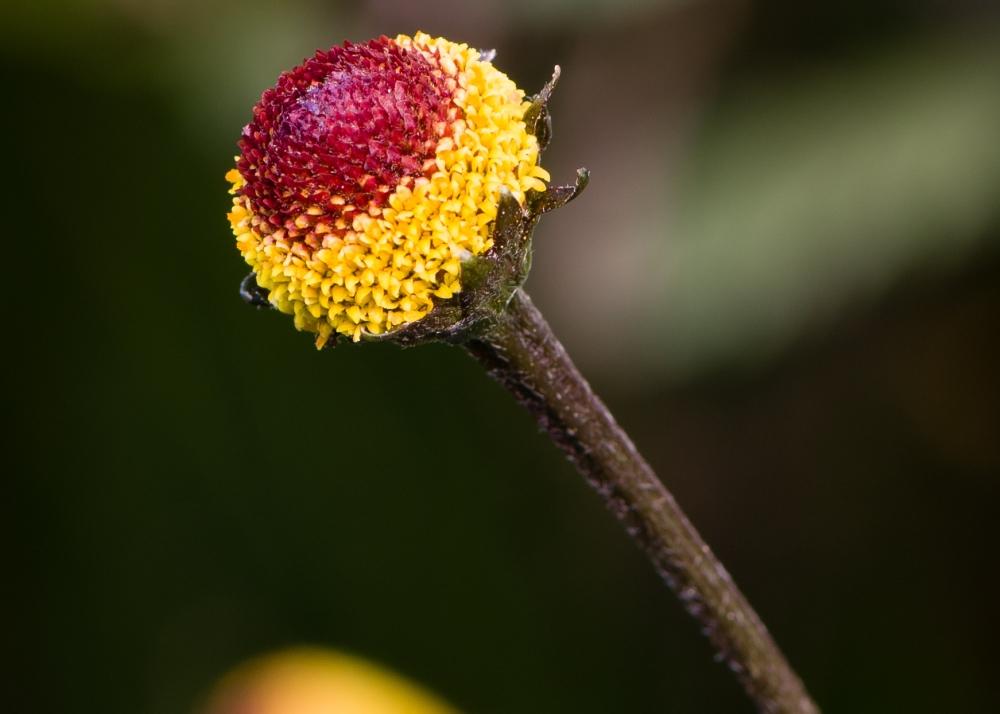 SAFLAX Подарочный набор - Кресс-салат - 500 семян - С подарочной коробкой, карточкой, этикеткой и субстратом для горшков - Acmella oleracea