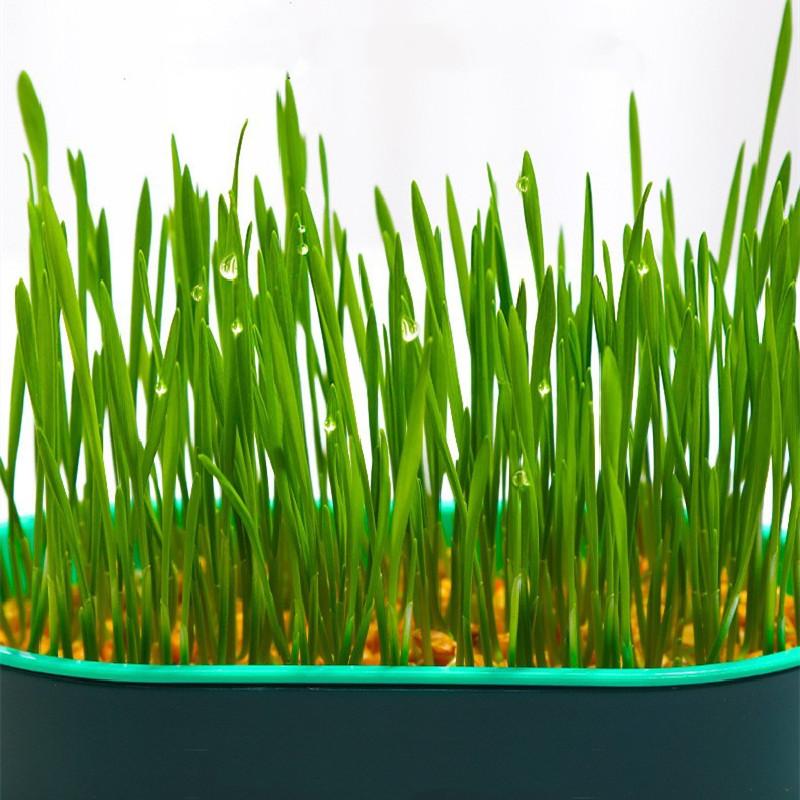 Новое блюдо для выращивания домашних животных и кошек, горшок для гидропоники, кошачья трава, прорастание травы, пищеварение, стартовое блюдо, коробка для выращивания в теплице