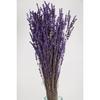 Shocked Spill Resistant Real Lavender Bunch Purple (100 грамм)