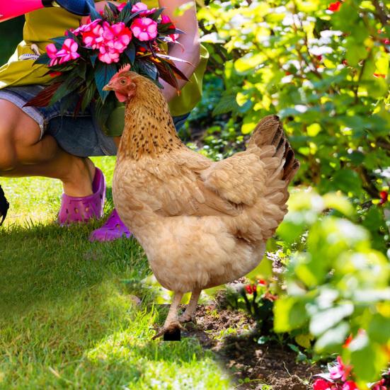 2 шт. садовые колышки акриловая скульптура петуха ручной росписи садовые фигурки курица садовые колышки декоративная скульптура курицы для уличного газона