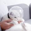 Кошачья морда против укуса, дышащая маска для ухода, намордники для укусов