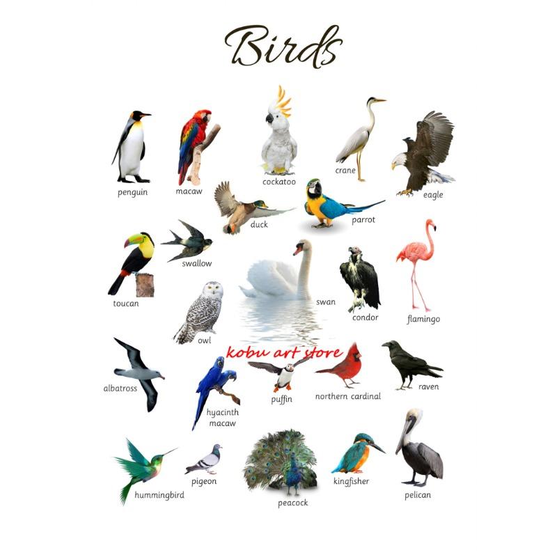 Домашние животные Морские животные Лошадь Образовательный обучающий плакат Принт Холст Живопись Настенное искусство Картина для Детской комнаты Декор