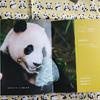 [USED] A rare item! The fourth book in the series following Panda Hana Hana Moeran Kouka, "Panda Fukuho
