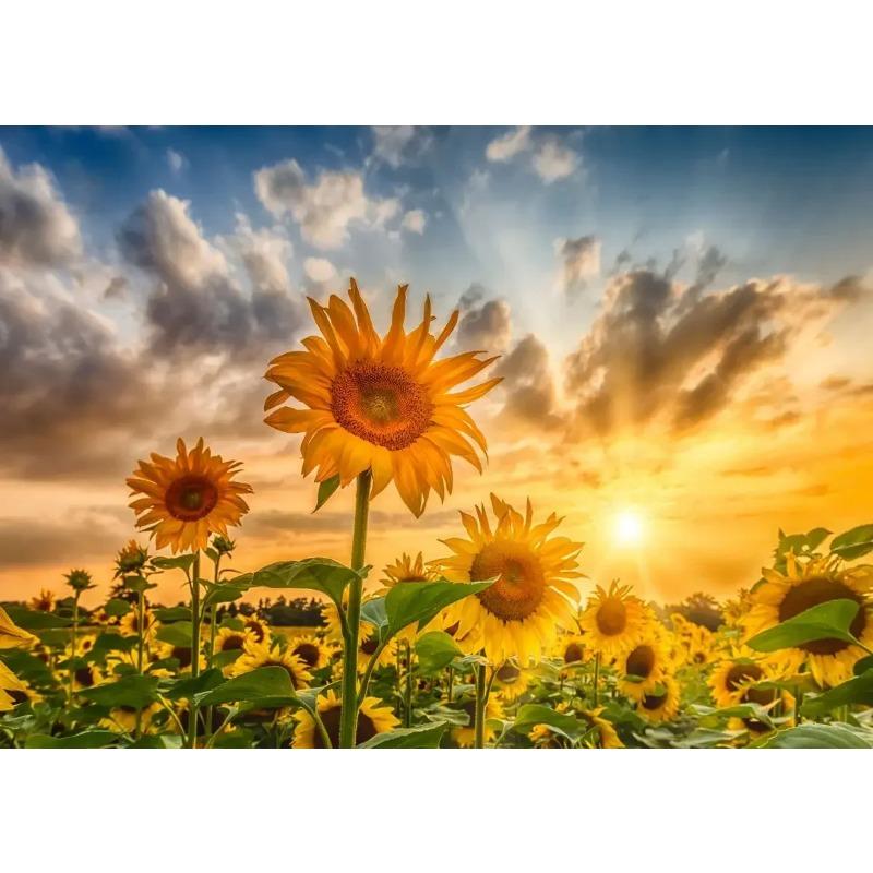 Поле подсолнухов на закате Солнечный пейзаж Художественные постеры Холст Живопись Настенные принты Картины для гостиной Домашний декор Cuadros