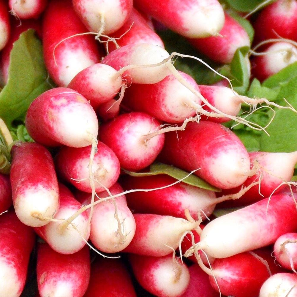 W1022 SEVEN-YEAR ONION BAIKAL TASTY AROMATIC CHIVES Allium fistulosum . 3G