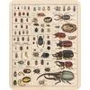 Vintage Insect Collection Poster - Great for Classroom Wall Decor - 12x8 Metal Sign