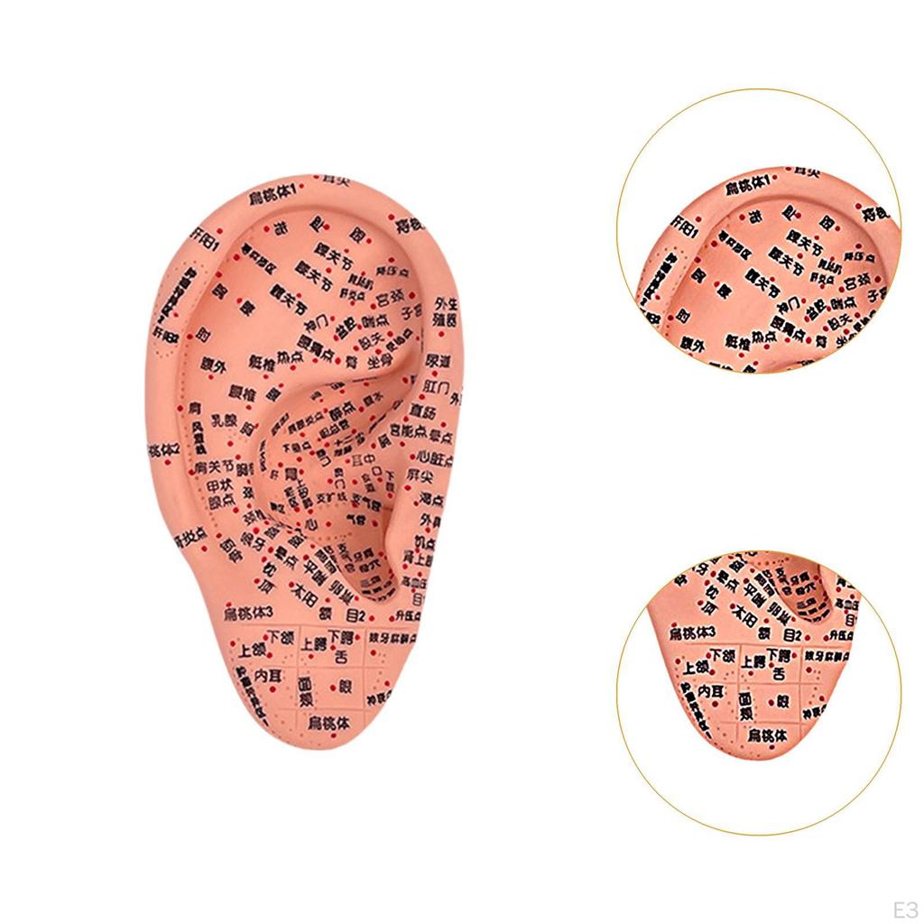 Модель акупунктуры уха Дисплей для обучения рефлексотерапии аурикулярной акупунктуры