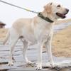 Полиэфирное волокно Ошейник для домашней собаки Удобный Дышащий Ошейник для дрессировки собак Регулируемый с металлической пряжкой Светоотражающий ошейник для питомца