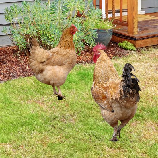 2 шт. садовые колышки акриловая скульптура петуха ручной росписи садовые фигурки курица садовые колышки декоративная скульптура курицы для уличного газона