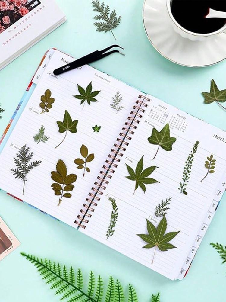 84 шт. сушеных листьев, прессованные цветы с пинцетом для форм из смолы, настоящая натуральная ассорти из сухой зелени для поделок, мыла, свечей, украшений для скрапбукинга