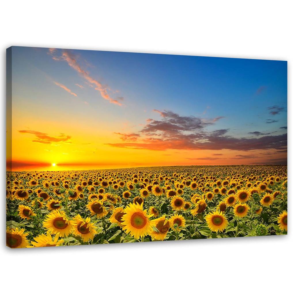 Canvas Print Sunflowers Sunset