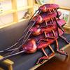 Soft Realistic Cockroach Plush Pillow For Gag Gifts Filled With Pp Cotton