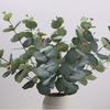 Декоративный искусственный эвкалипт, выглядит как живой, гибкий, с хорошим визуальным эффектом, искусственный эвкалипт для дома