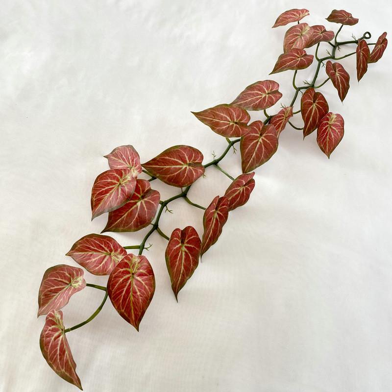 Aureum Cane Epipremnum For Kindergarten Wedding And Photography Settings