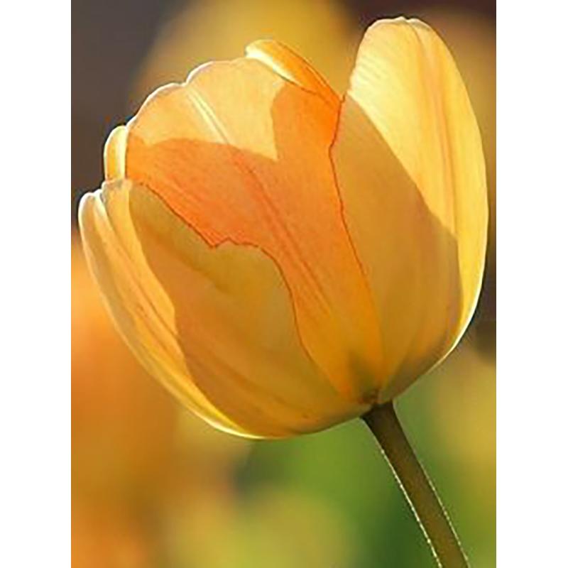 5D DIY Алмазная картина, полная круглая дрель, цветок, набор для вышивки крестом, мозаика, алмазная вышивка, роза, настенное искусство, украшение дома