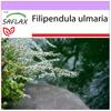 Таволга - 500 семян - Filipendula ulmaria