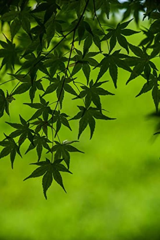 Zhongyi Optics APO 135mm ED для Canon RF F2.5