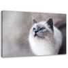 Canvas Print Cat Animals Nature