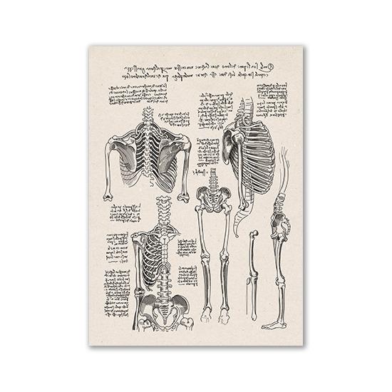 Vintage Human Anatomy Artwork Medical Wall Picture Muscle Skeleton Poster Canvas Art Print Education Hospital Pharmacy Paintings
