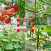 Кабельные стяжки для фиксации растений для сада: Роза Вьющаяся Лоза Веревка и Лента для Подвязки Цветов