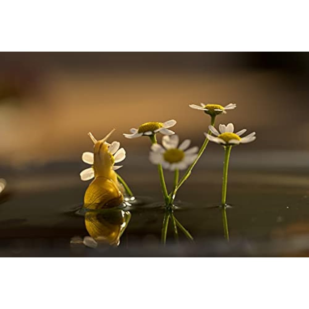 Nikon Single Focus Macro Lens NIKKOR Z MC 105 mm f/2.8 VR S Z Mount Full Size Compatible S Line N...