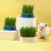 Cat Grass Potted Seed Seedling Tray Lazy Planting Soilless Hydroponic Cat Grass Cat Hair Grass Wheat Seed Snacks
