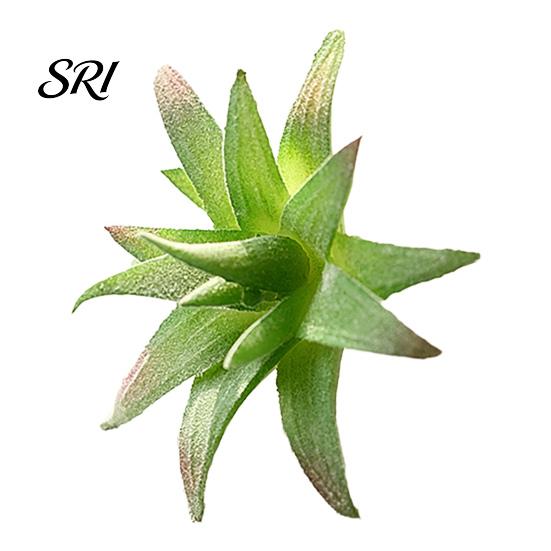 Micro Landscape Ornaments Ornament Simulation No Watering Realistic Tabletop Plant Flocking Texture Indoor Decorative Plants for Home Artificial