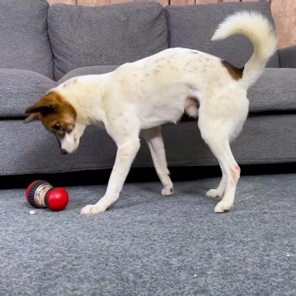 Улучшение интеллекта Игрушка для собак для маленьких, средних и больших собак, кошек Интерактивная медленная кормушка для щенков, мячик для игрушек, шнауцер, золотистый ретривер, кормушка для животных