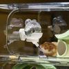 Некапающая магнитная поилка для хомяка Магнитная подставка Бутылка для воды для хомяка Уход за грызунами