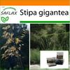 Garden In the Bag - Giant Feather Grass - 10 Seeds - With Substrate In a Fitting Stand Up Bag - Stipa Gigantea