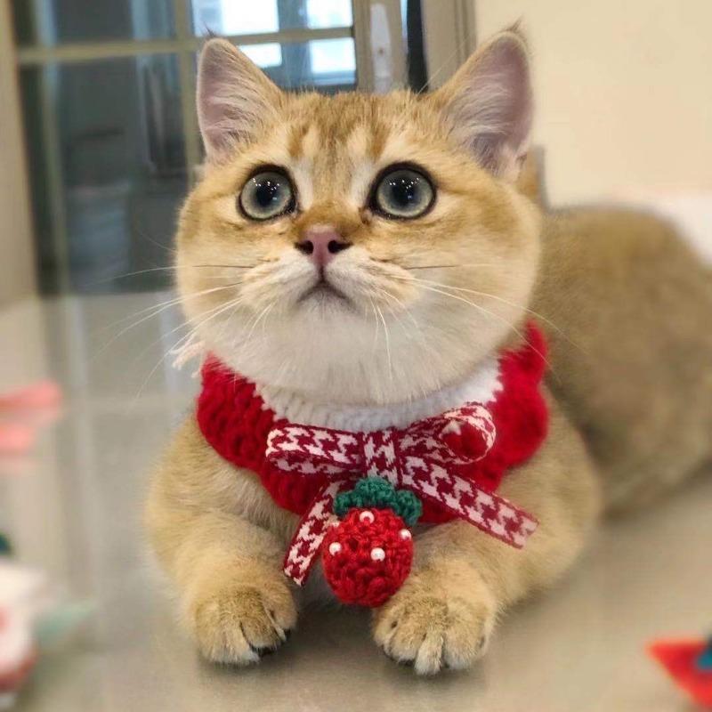 Cat knitted scarf collar red christmas dog saliva towel strawberry pet ornament christmas knitted scarf pet christmas gift