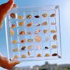 36 ячеек, коробка для демонстрации ракушек, акриловая магнитная коробка для демонстрации ракушек, органайзер, складная коробка для небольших поделок