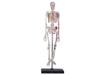 4D Human Skeleton Anatomy Model, 4D Puzzle, 6260011, Fame Master, 4D Master Educational Toy, STEM