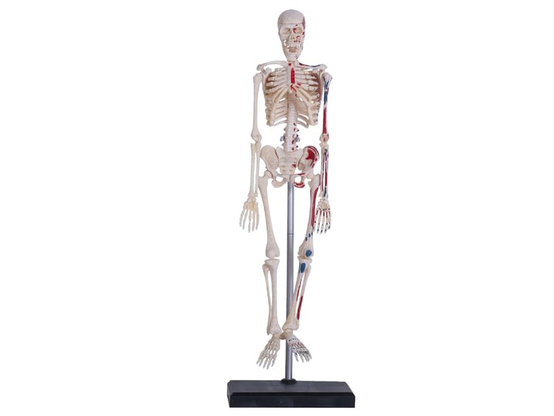 4D Human Skeleton Anatomy Model, 4D Puzzle, 6260011, Fame Master, 4D Master Educational Toy, STEM