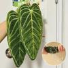 Полотенца для растений Дизайн листьев Ультраабсорбирующие Быстросохнущие Моющиеся с петлей для подвешивания Полотенце для рук для ванной комнаты Кухонное полотенце Декор