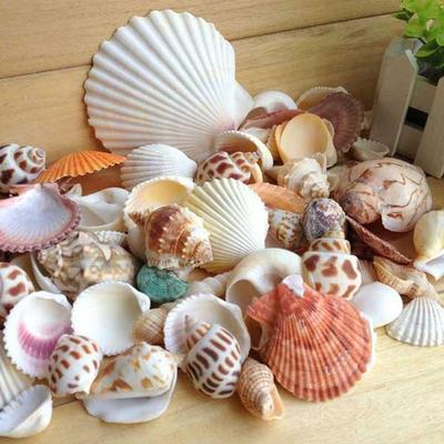 1 пакет Смешанные Морские Ракушки Пляжные Ракушки Поделки Ракушки Декор для Аквариума Реквизит для Фотографий ракушка coquillage аксессуары для украшения дома