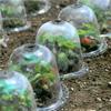 Plant Bell Cover Dome Anti-freeze Transparent Protector  Cover Mini Greenhouse Outdoor Garden Plant