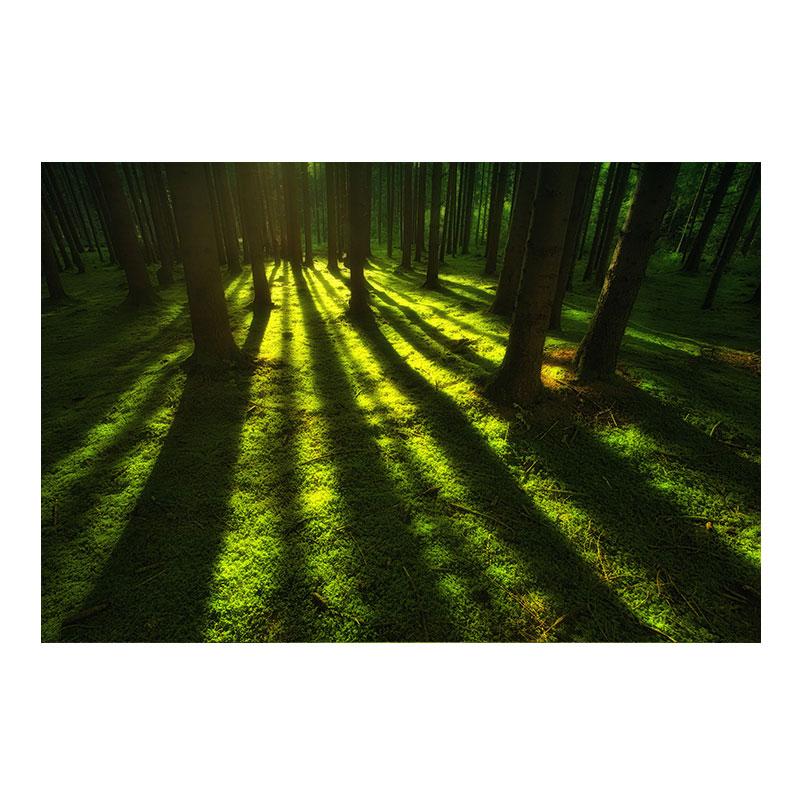 Натуральный зеленый лес свежий мох холст картины настенное искусство зеленое дерево растение искусство постеры и принты для декора гостиной без рамки