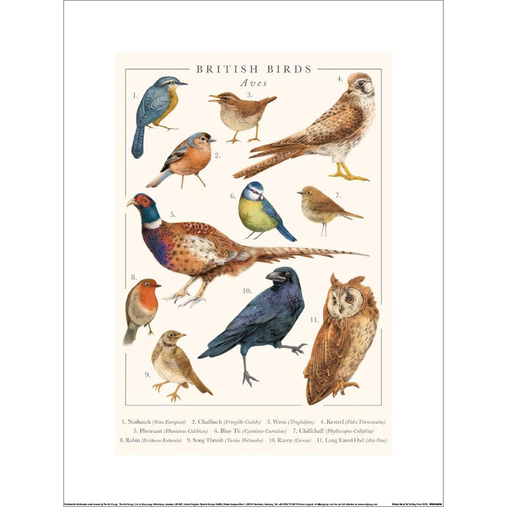 Tall Boy Prints British Birds Paper Print