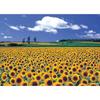 2000 Piece Jigsaw Puzzle - Sunflower Plains