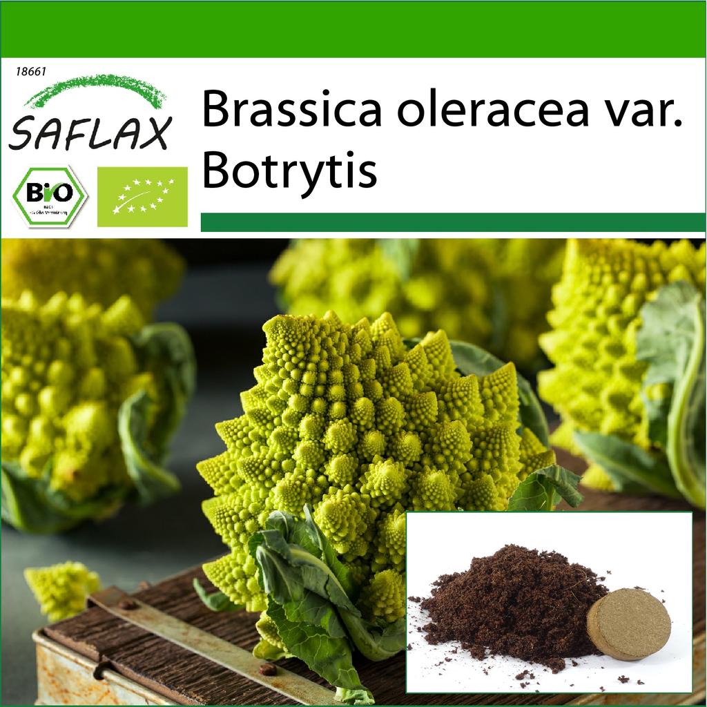 SAFLAX Органический - Цветная капуста - Романеско - 50 семян - С горшечным субстратом для лучшего выращивания - Brassica oleracea
