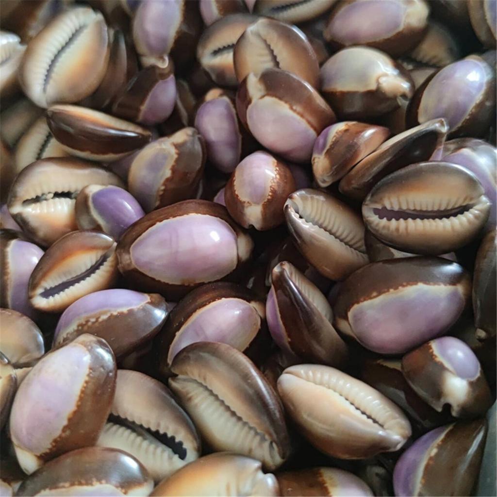 Energy Shell Meditation Shell Good Luck Shell Purple Mussel Shell, Can Be Stuck On The Fridge Or Put In The Bag.