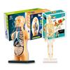 Human Body Model Organs and Bones Simple Assembly Learning Tool Kit Anatomy Model Display STEM
