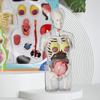 Прозрачная модель беременности 4D Vision Модель анатомии человека Модель торса Медицинская коллекционная фигурка с полностью съемными органами для студентов и профессионалов
