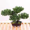 Simulation Lifelike Diy Simple Potted Plant Ornament Pine Tree Decorative Bonsai