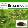 Quaking Grass - 75 Seeds - With Potting Substrate for Better Cultivation - Briza Media